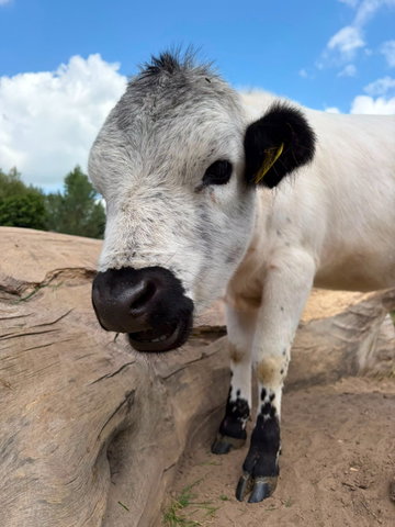 Humans of Kampen Live - Kinderboerderij Cantecleer
