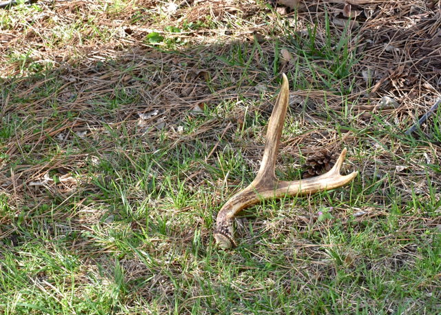 Kindercollege Natuurschatten
