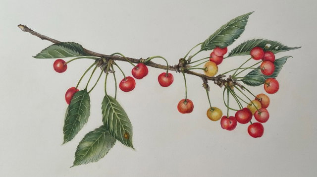 Workshop: Botanisch tekenen