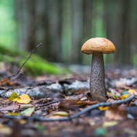 Natuurlezing: Paddenstoelen