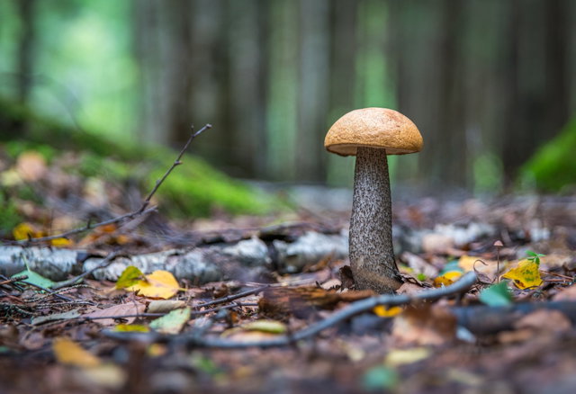 Natuurlezing: Paddenstoelen