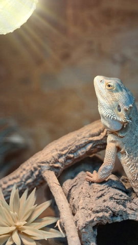 Beleef de Bieb: De wereld van reptielen