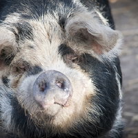 Boekjes en Babbels: Dierendagspecial bij kinderboerderij De Kleine Meer