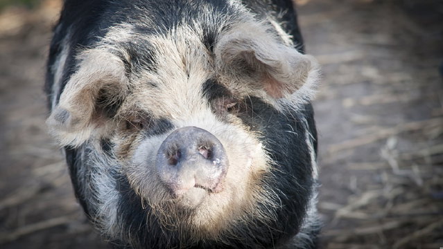 Boekjes en Babbels: Dierendagspecial bij kinderboerderij De Kleine Meer