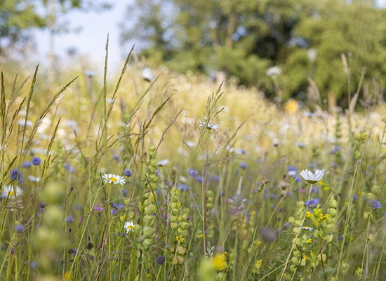 Lezing: Streekbloemen van Meierijstad