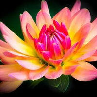 Dahlia's plakken