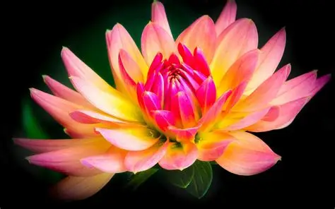 Dahlia's plakken