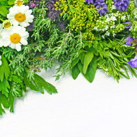 Medicinale kruidenwandeling