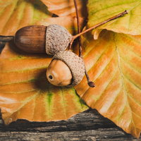 Herfst- en knutselmiddag