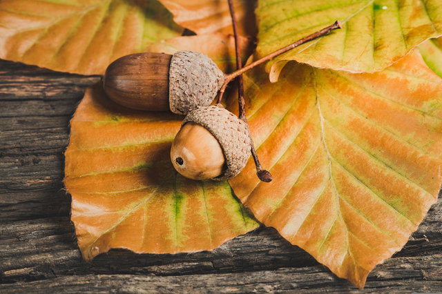 Herfst- en knutselmiddag