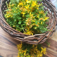 Lezing: De werking van planten op ons lichaam