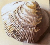Schelp verkleind.jpg