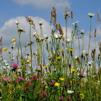 Lezing Jasper Helmantel: Inheemse wilde planten en biodiversiteit