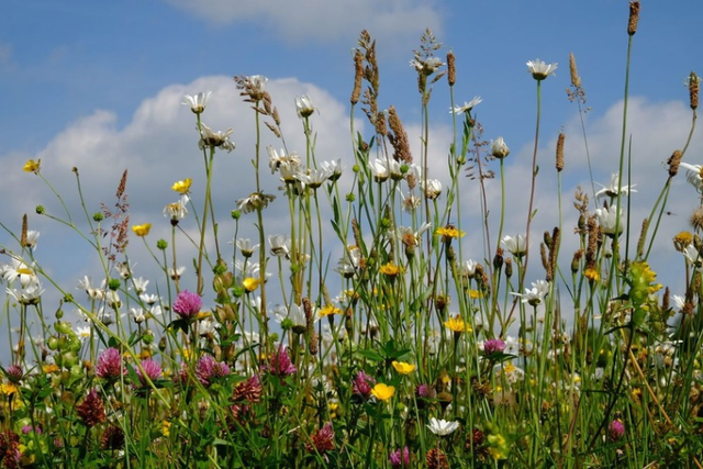 Lezing Jasper Helmantel: Inheemse wilde planten en biodiversiteit