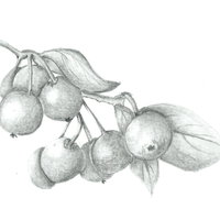 Workshop Botanisch Tekenen
