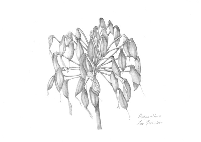 Workshop Botanisch Tekenen
