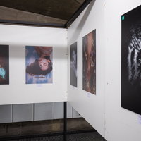 Expositie 'Order in the chaos'