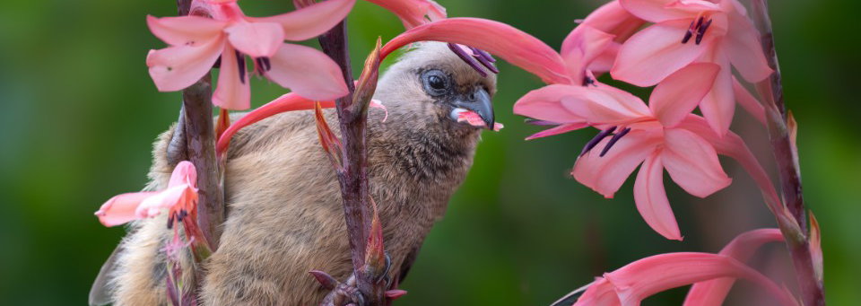Expositie & Workshop Natuurfotografie: 'Natuurlijk Zuid-Afrika' door Lex van Doorn