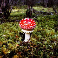 Voorleesworkshop: Herfst & Maak je eigen paddenstoel! | vanaf 4 jaar.