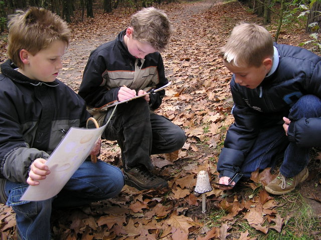 Alles over paddenstoelen