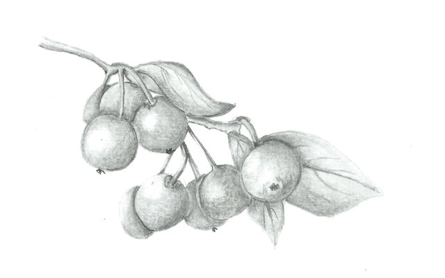 Expositie: Botanische Tekenkunst
