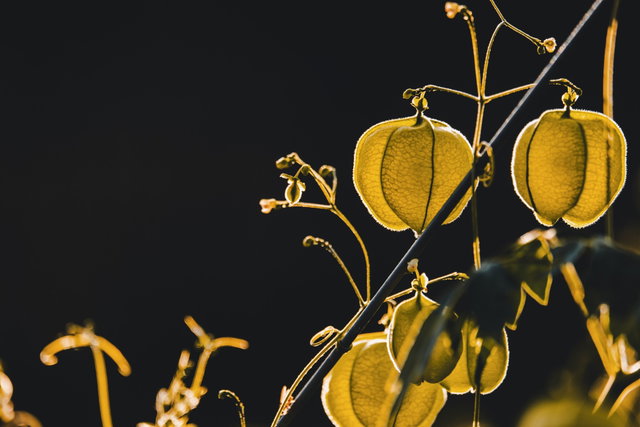 BiebLab- Natuurlantaarns maken
