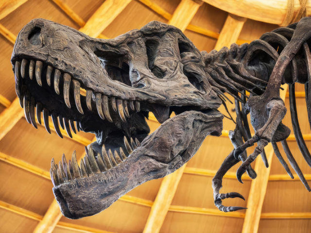 Dino's onder je voeten