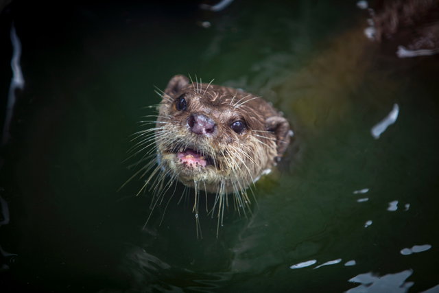 Lezing over de Friese otter