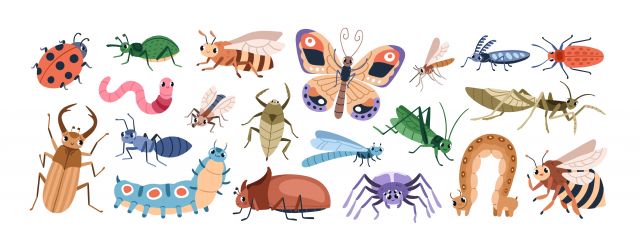 Mad Science: Leer meer over de wereld van insecten