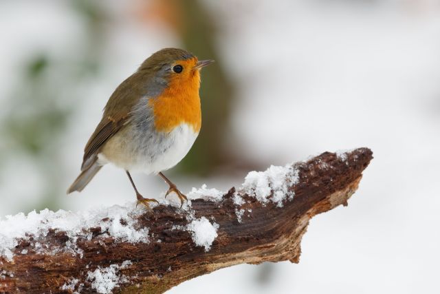 Vanuit de ROEG! Hoek: Help de vogels de winter door