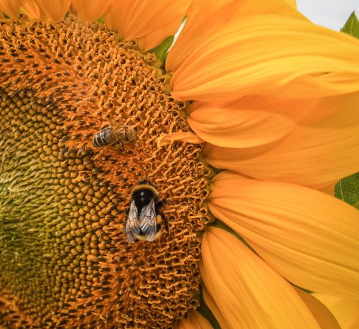 Kindercollege: De imker met zijn bijenvolk