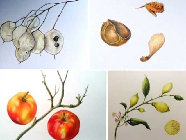 Cursus | Botanisch tekenen