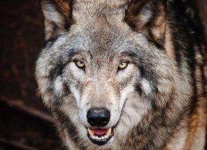 Natuurlezing: De terugkeer van de wolf, positief of negatief?