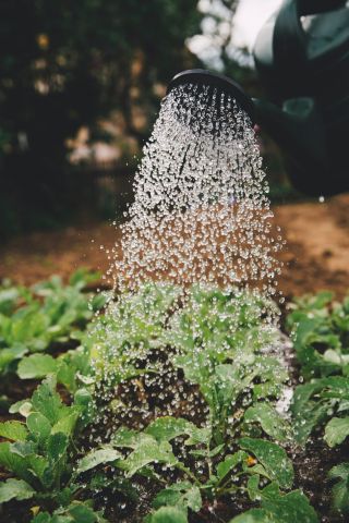 Ruilbeurs stekjes en tuinplanten