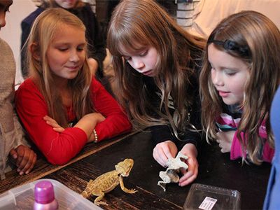 Leer alles over reptielen
