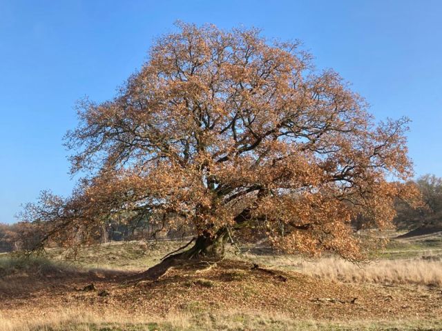 Groen Café: Bomen