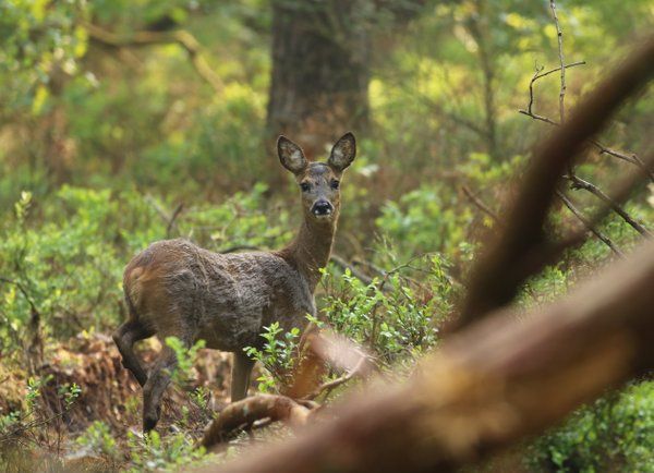 Natuurlezing: De grote 5 van de veluwe