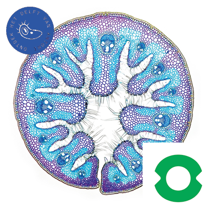 OPEN: Tentoonstelling + workshops Botanische Overlevers/ Rob van Es
