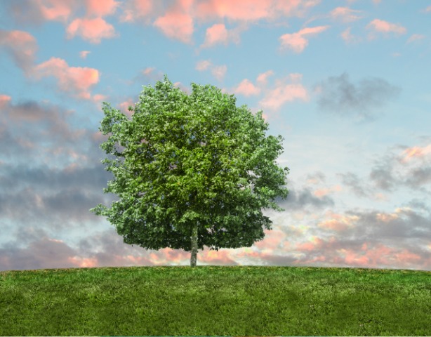 Lezing | Waar blijven de bomen?