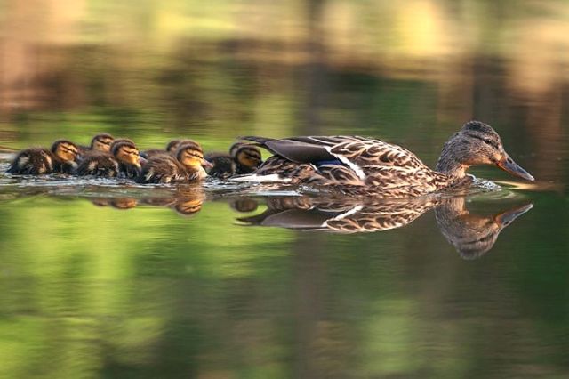 Leven en dood in de natuur door Jan Ackermans