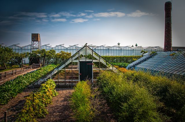 Lezing: Geschiedenis van de Westlandse tuinbouw