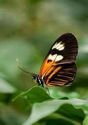 Natuurlezing: Vlinders in de tuin