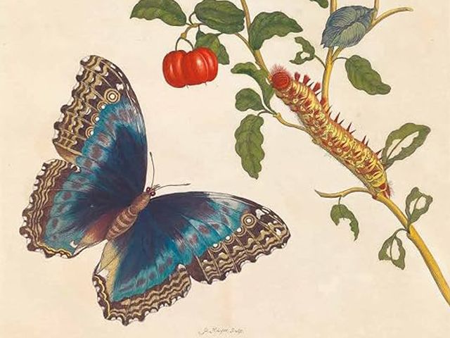 UITGELICHT! - Metamorphosis insectorum Surinamensium