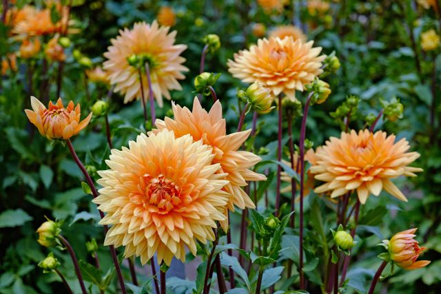 Lezing over dahlia's in bieb Lichtenvoorde