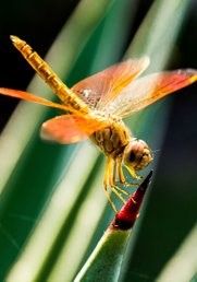 Natuurlezing: De Libelle
