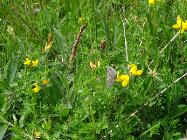 Kruidenwandeling Hellevoetsluis