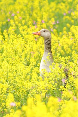 Natuur dichtbij: Als je kijkt zie je meer!