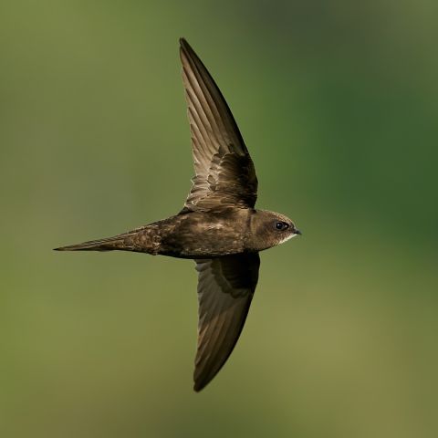 Lezing en excursie gierzwaluwen: de vogelste vogels.