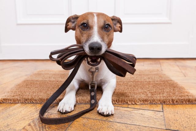 Lees de lichaamstaal van je hond