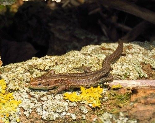 Tariq Stark - Reptielen in Nederland